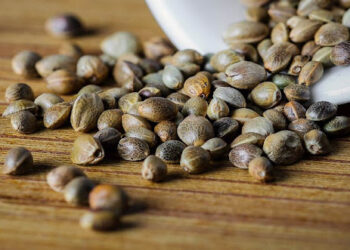 Todo acerca de las semillas de cannabis feminizadas