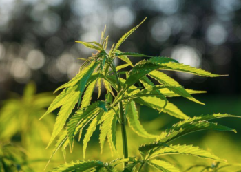 Comprar CBD por Internet: una práctica legal y cada vez más popular