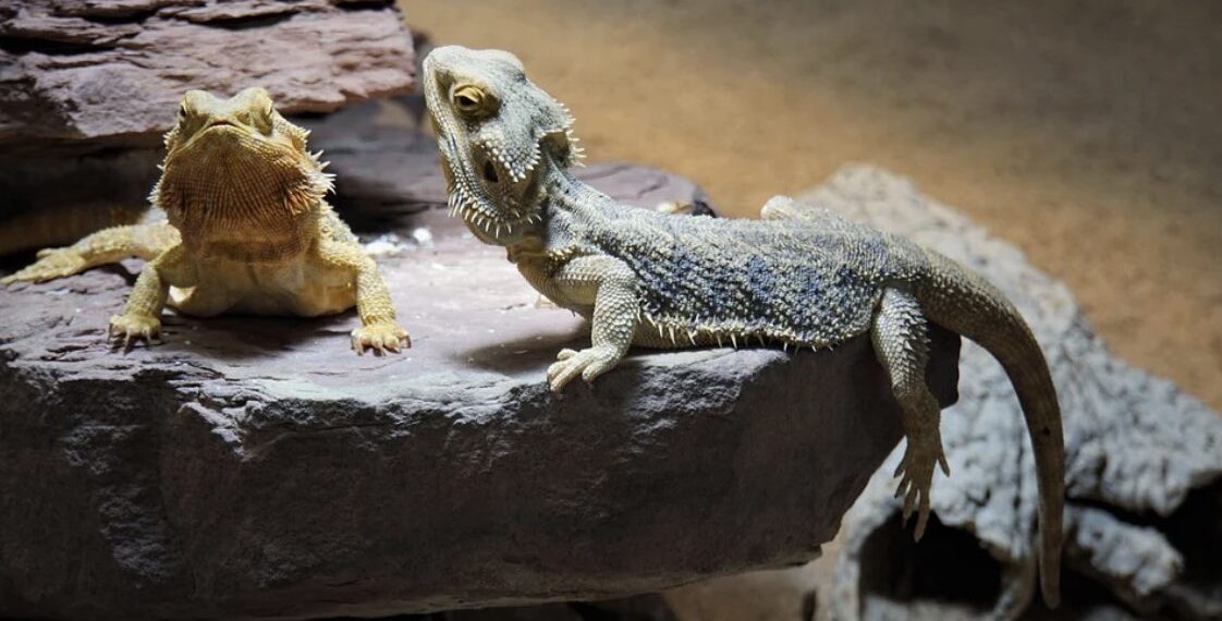 ¿Cómo puede ayudar internet a tener la mascota de tus sueños?