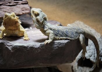 ¿Cómo puede ayudar internet a tener la mascota de tus sueños?