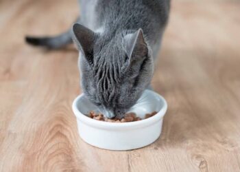 comida para gatos humeda1