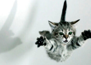 reflejo de los gatos