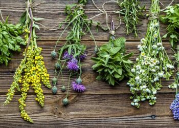 plantas medicinales 2
