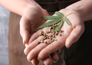 Datos que quizás no conocías sobre las semillas de marihuana