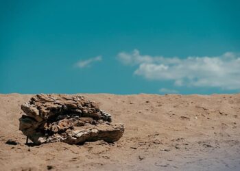 Miles de fósiles de hace 15 millones de años encontrados en Australia confirman que allí existió una selva tropical
