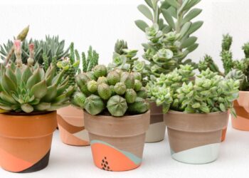 Bonitos cactus y suculentas