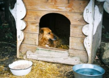 Perro en casa de madera