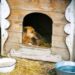 Perro en casa de madera