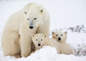 subespecie de osos polares es descubierta