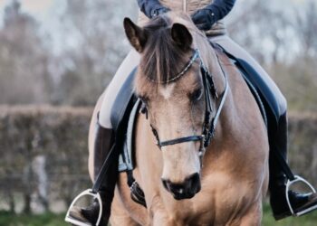 Caballo bayo