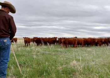 Los precios de la carne aumentarán aún más a medida que los agricultores vendan rebaños de ganado