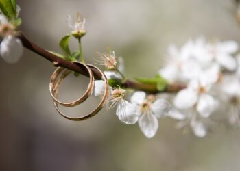 Anillos de compromiso en rama de almendro