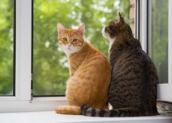 gatos