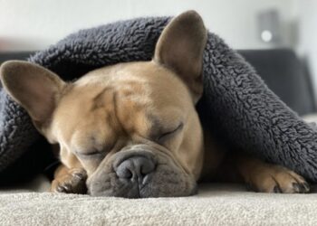 perro durmiendo