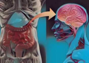 ¿Qué son los tratamientos basados en la microbiota intestinal?