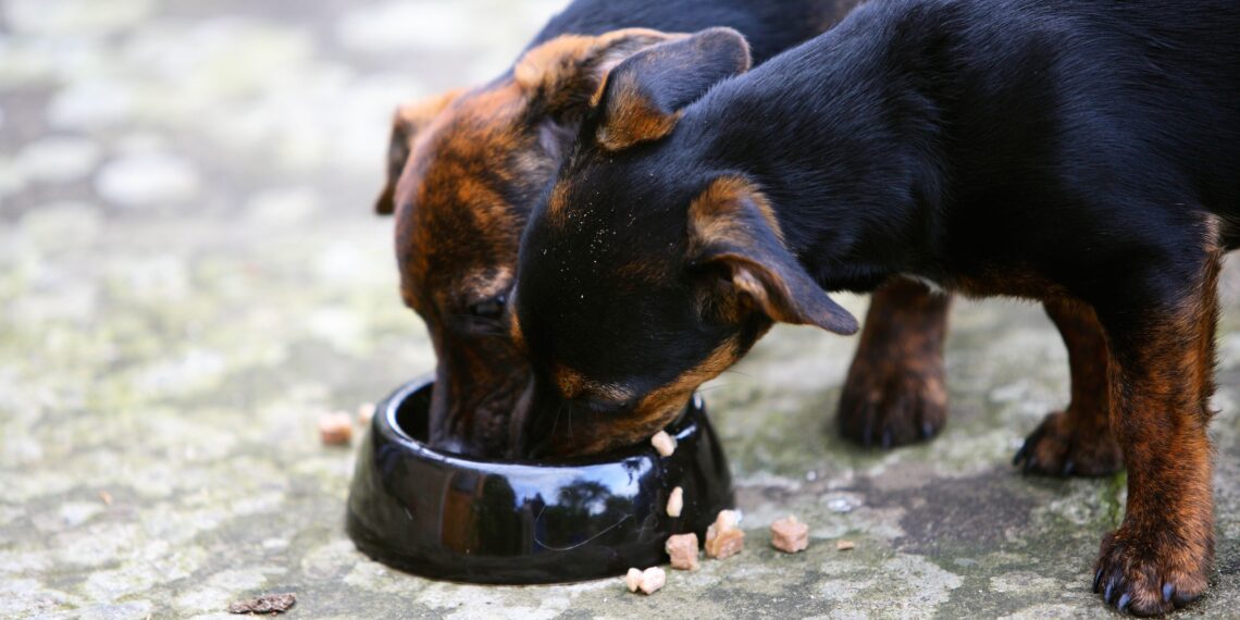 Los precios de los alimentos para mascotas están aumentando. ¿Podría llegar tan alto que renunciarías a tu cachorro?