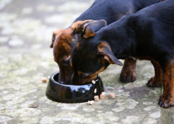 Los precios de los alimentos para mascotas están aumentando.  ¿Podría llegar tan alto que renunciarías a tu cachorro?