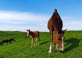 Foto de caballos en libertad
