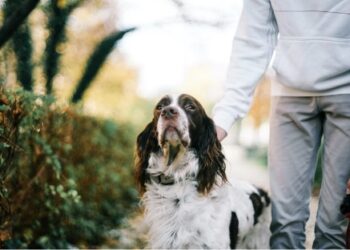 Adiestrar perros problemáticos: ¿Qué es importante?