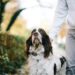 Adiestrar perros problemáticos: ¿Qué es importante?