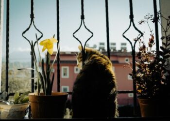 Gato asomándose por reja en terraza