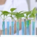 Genes en Plantas