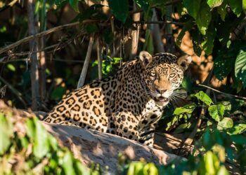 Descubre los destinos más impresionantes de ecoturismo en Asia