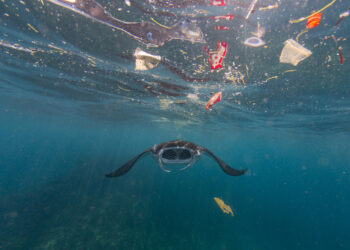El impacto preocupante de los microplásticos en los océanos: