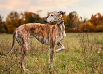 Complementos para galgos que son populares y la importancia de comprarlos correctamente
