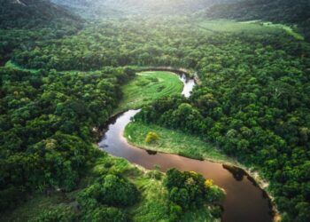 Descubriendo la rica biodiversidad en la Amazonia: Una joya natural