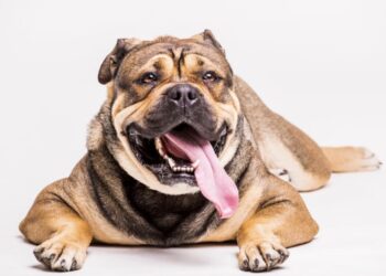 Perro con obesidad