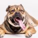 Perro con obesidad