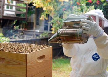 Apicultura urbana: Descubre cómo criar abejas en la ciudad