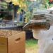 Apicultura urbana: Descubre cómo criar abejas en la ciudad