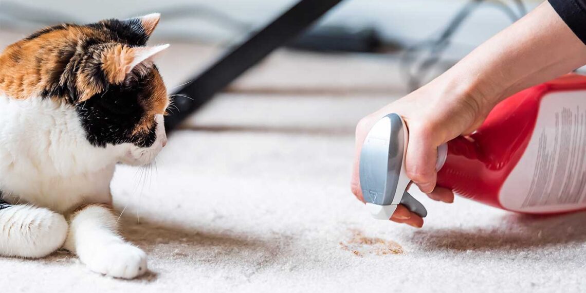 ¿Cómo eliminar el hedor a excremento de gato?