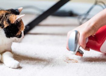 ¿Cómo eliminar el hedor a excremento de gato?
