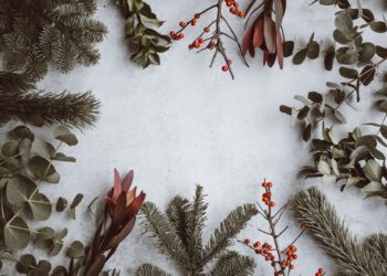 ¿Qué flores regalar por Navidad?