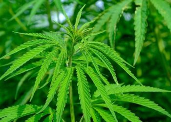 mercados de cannabis