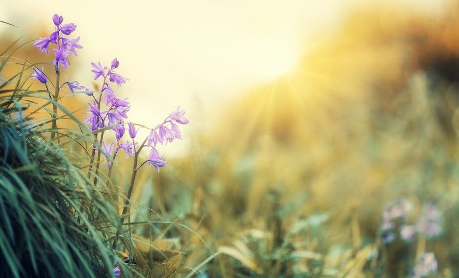 Descubre qué es un X-Ray: Una guía completa para entender la radiografía