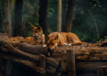 Descubre Todo Sobre el Dingo: ¿Qué es y Dónde Habita este Fascinante Animal Australiano?