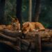 Descubre Todo Sobre el Dingo: ¿Qué es y Dónde Habita este Fascinante Animal Australiano?