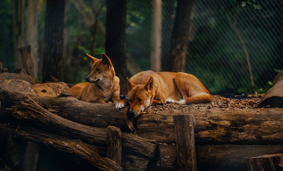 Descubre Todo Sobre el Dingo: ¿Qué es y Dónde Habita este Fascinante Animal Australiano?