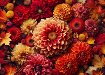 ¿Cuál es la flor más popular en otoño?