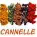 Cannelle: Un viaje sensorial por el mundo de las especias y tés desde Madrid