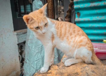 Pueblo costero de Asturias con montañas