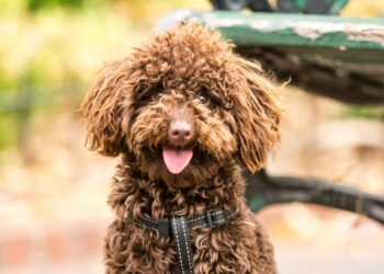 Perro adoptado feliz con su dueño