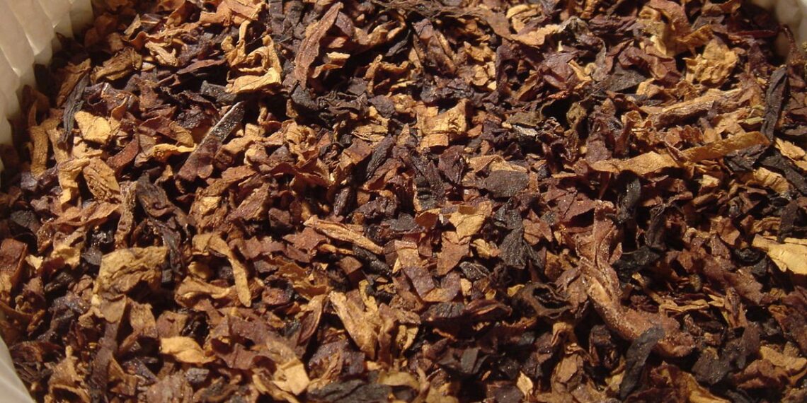 Ace vs Siberia: diferencias en snus – Gigasnus guía